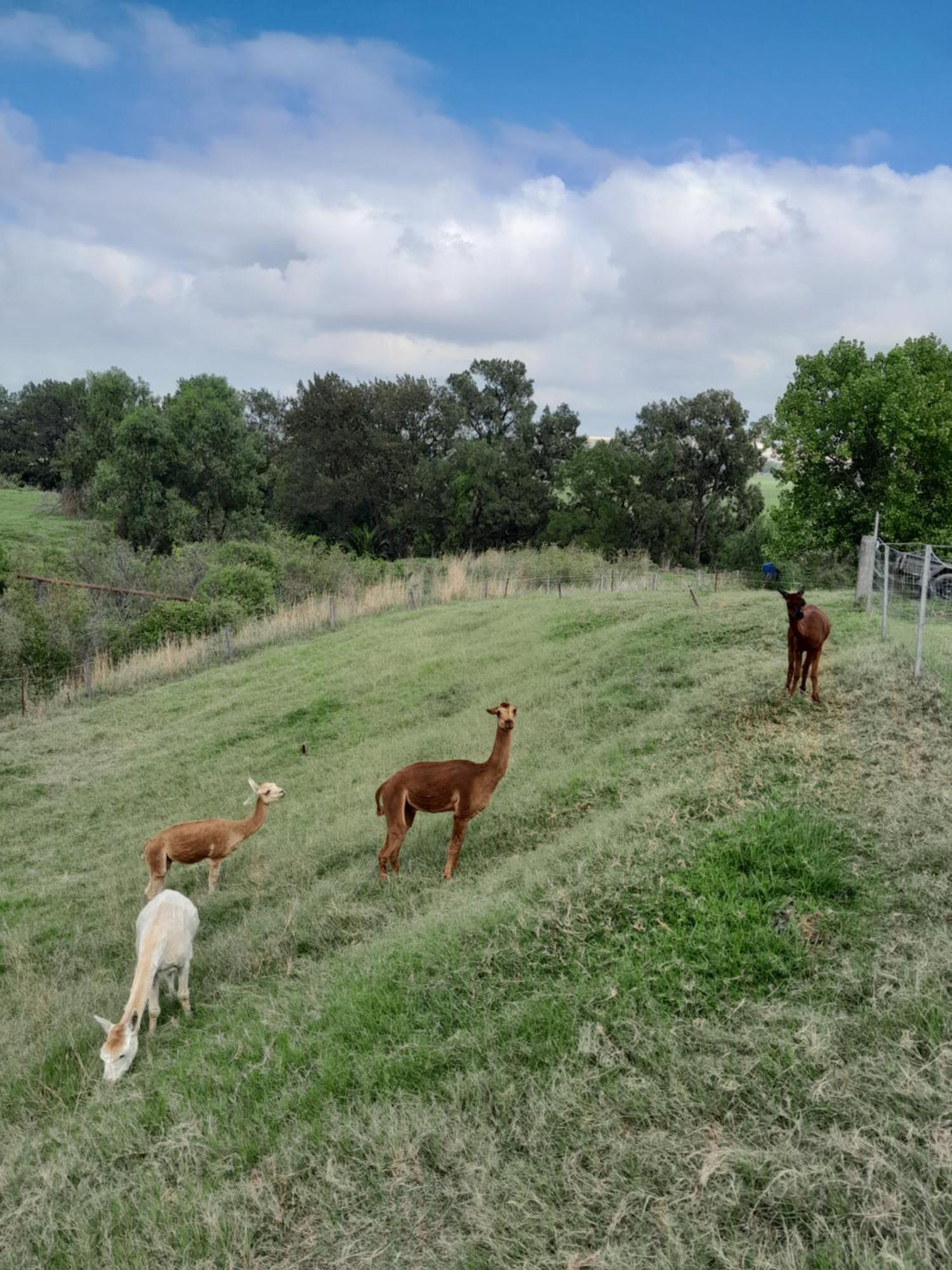 Muswellbrook Northside Bed & Breakfast Eksteriør bilde