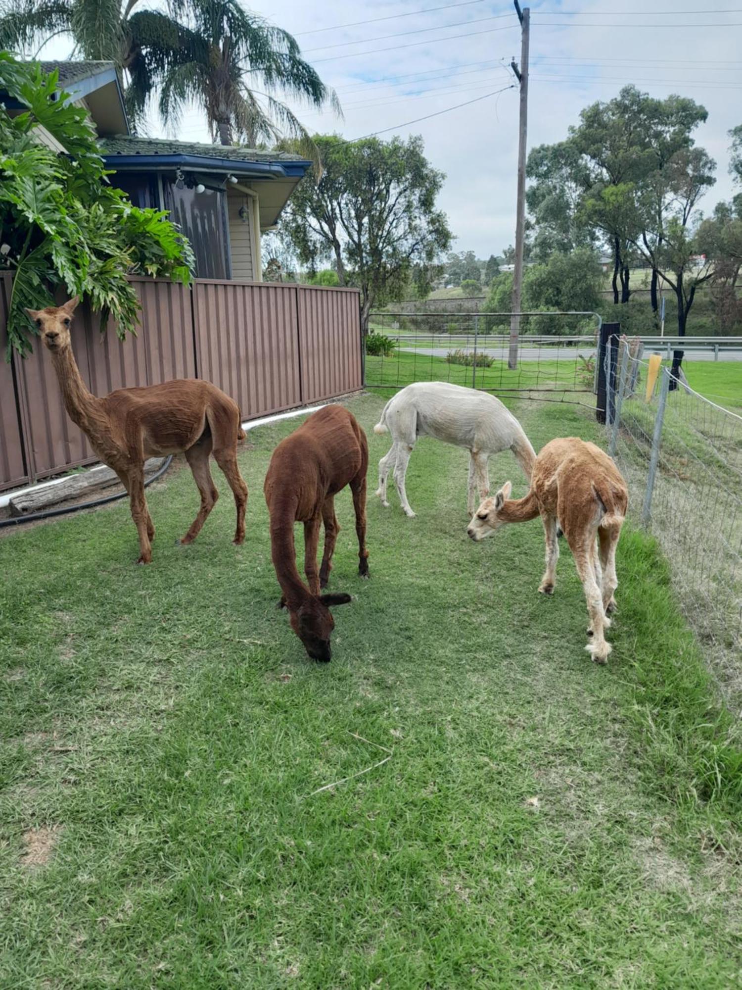 Muswellbrook Northside Bed & Breakfast Eksteriør bilde